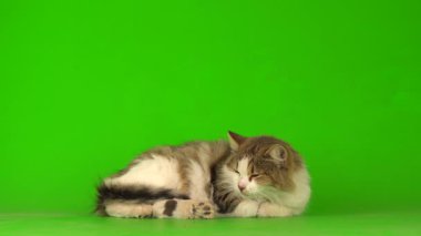 Yeşil Kromakey Arkaplanda Beyaz Gri Kedi