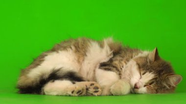 Yeşil Kromakey Arkaplanda Beyaz Gri Kedi