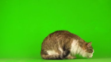 Yeşil Kromakey Arkaplanda Beyaz Gri Kedi