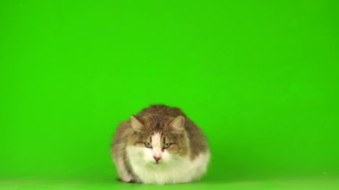 Yeşil Kromakey Arkaplanda Beyaz Gri Kedi
