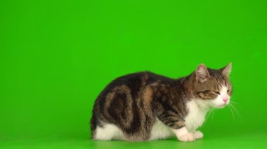 Yeşil Kromakey Arkaplanda Beyaz Gri Kedi