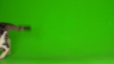 Yeşil Kromakey Arkaplanda Beyaz Gri Kedi