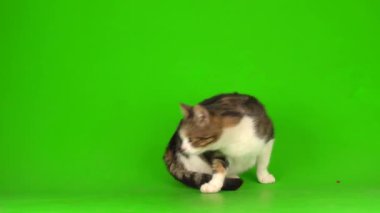 Yeşil Kromakey Arkaplanda Beyaz Gri Kedi