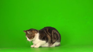 Yeşil Kromakey Arkaplanda Beyaz Gri Kedi