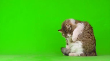 Yeşil Kromakey Arkaplanda Beyaz Gri Kedi