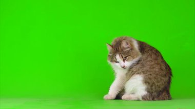 Yeşil Kromakey Arkaplanda Beyaz Gri Kedi