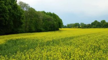 Kolza tarlası, drone manzarası, kolza yağı üretimi.