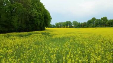 Kolza tarlası, drone manzarası, kolza yağı üretimi.