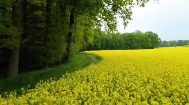 Kolza tarlası, drone manzarası, kolza yağı üretimi.