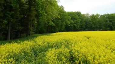 Kolza tarlası, drone manzarası, kolza yağı üretimi.