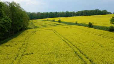 Kolza tarlası, drone manzarası, kolza yağı üretimi.