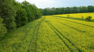 Kolza tarlası, drone manzarası, kolza yağı üretimi.
