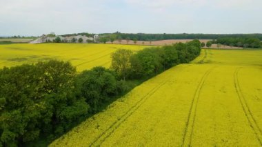 Kolza tarlası, drone manzarası, kolza yağı üretimi.