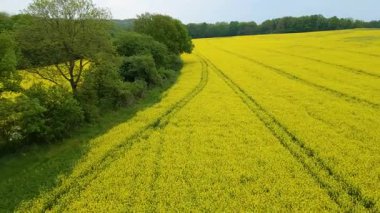 Kolza tarlası, drone manzarası, kolza yağı üretimi.