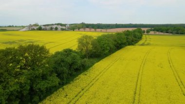 Kolza tarlası, drone manzarası, kolza yağı üretimi.