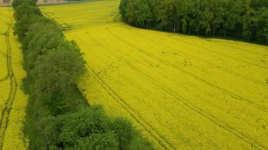 Kolza tarlası, drone manzarası, kolza yağı üretimi.