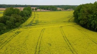 Kolza tarlası, drone manzarası, kolza yağı üretimi.