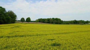 Kolza tarlası, drone manzarası, kolza yağı üretimi.