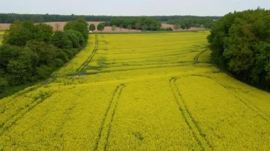 Kolza tarlası, drone manzarası, kolza yağı üretimi.