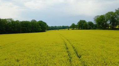 Kolza tarlası, drone manzarası, kolza yağı üretimi.