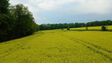 Kolza tarlası, drone manzarası, kolza yağı üretimi.