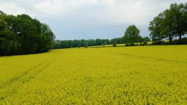 Kolza tarlası, drone manzarası, kolza yağı üretimi.