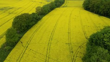 Kolza tarlası, drone manzarası, kolza yağı üretimi.