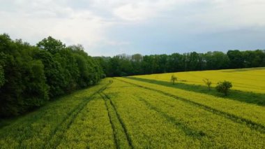 Kolza tarlası, drone manzarası, kolza yağı üretimi.