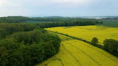 Kolza tarlası, drone manzarası, kolza yağı üretimi.