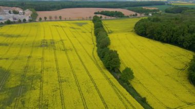 Kolza tarlası, drone manzarası, kolza yağı üretimi.
