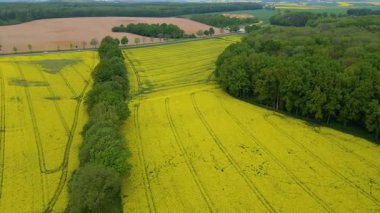 Kolza tarlası, drone manzarası, kolza yağı üretimi.