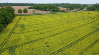 Kolza tarlası, drone manzarası, kolza yağı üretimi.
