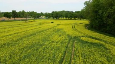 Kolza tarlası, drone manzarası, kolza yağı üretimi.