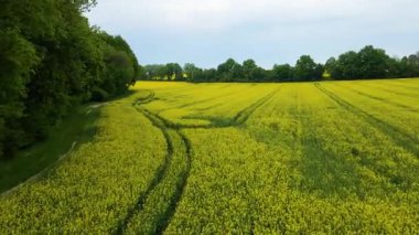 Kolza tarlası, drone manzarası, kolza yağı üretimi.