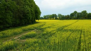 Kolza tarlası, drone manzarası, kolza yağı üretimi.