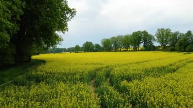 Kolza tarlası, drone manzarası, kolza yağı üretimi.