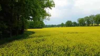 Kolza tarlası, drone manzarası, kolza yağı üretimi.