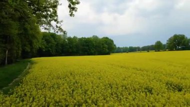 Kolza tarlası, drone manzarası, kolza yağı üretimi.
