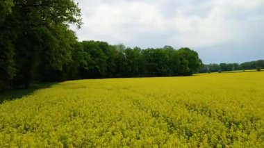 Kolza tarlası, drone manzarası, kolza yağı üretimi.