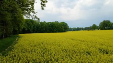 Kolza tarlası, drone manzarası, kolza yağı üretimi.