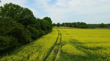 Kolza tarlası, drone manzarası, kolza yağı üretimi.
