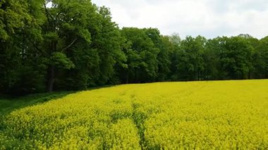Kolza tarlası, drone manzarası, kolza yağı üretimi.