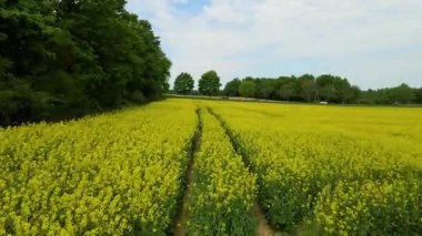 Kolza tarlası, drone manzarası, kolza yağı üretimi.