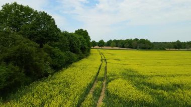 Kolza tarlası, drone manzarası, kolza yağı üretimi.