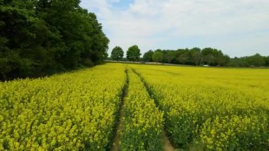 Kolza tarlası, drone manzarası, kolza yağı üretimi.