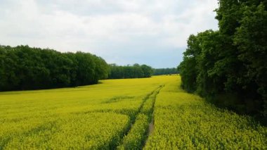 Kolza tarlası, drone manzarası, kolza yağı üretimi.