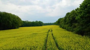 Kolza tarlası, drone manzarası, kolza yağı üretimi.
