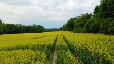 Kolza tarlası, drone manzarası, kolza yağı üretimi.