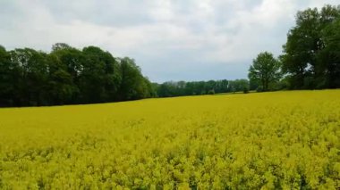 Kolza tarlası, drone manzarası, kolza yağı üretimi.