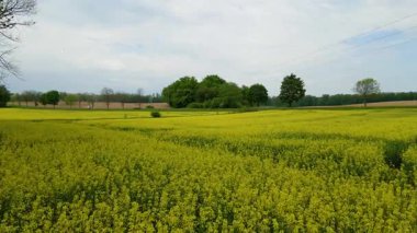 Kolza tarlası, drone manzarası, kolza yağı üretimi.